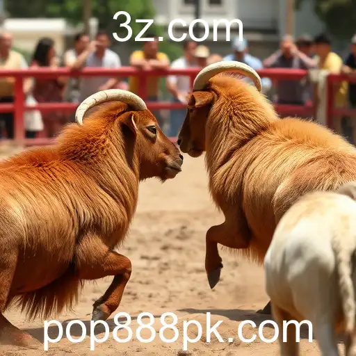 Rinha de Galos e o Fenômeno Pop 888